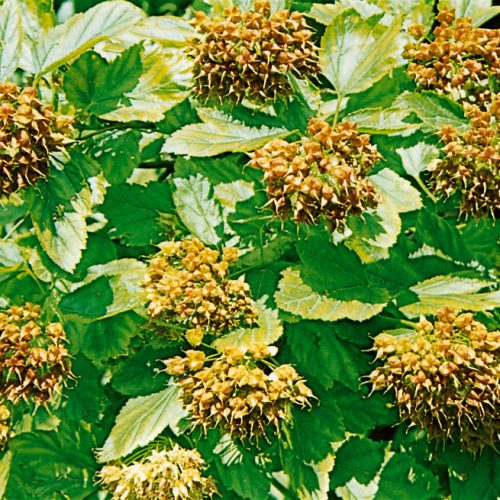 Physocarpus opulifolius