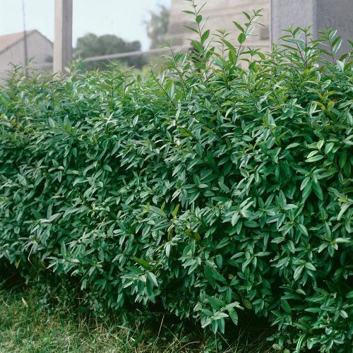 Ligustrum vulgare Lodense