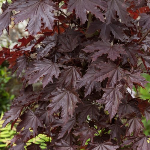Acer platanoides Crimson Sentry