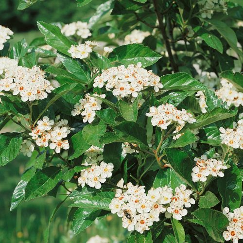 Crataegus x lavalleei Carrierei