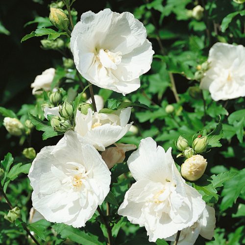 Hibiscus syriacus White Chiffon