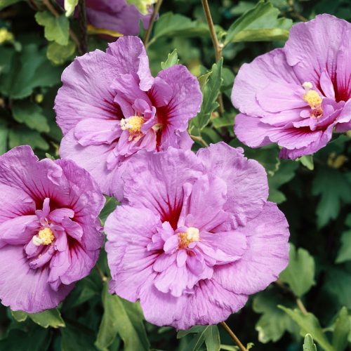 Hibiscus syriacus Lavender Chiffon