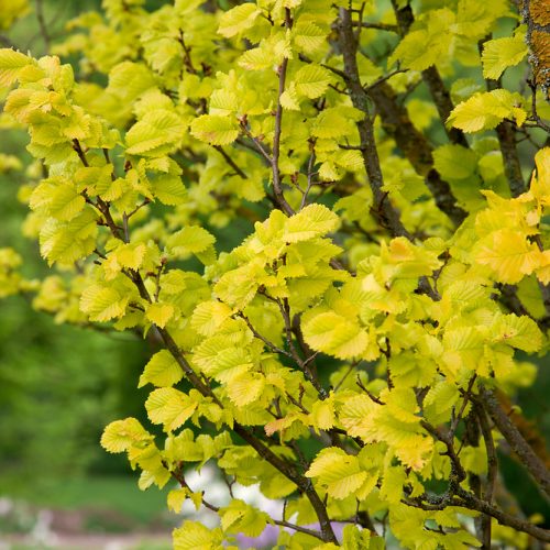 Ulmus carpinifolia Wredeii, H
