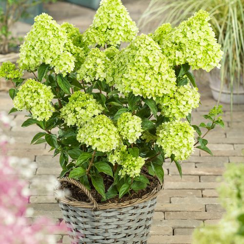 Hydrangea pan. Little Lime