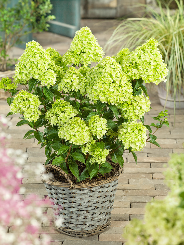 Hydrangea pan. Little Lime