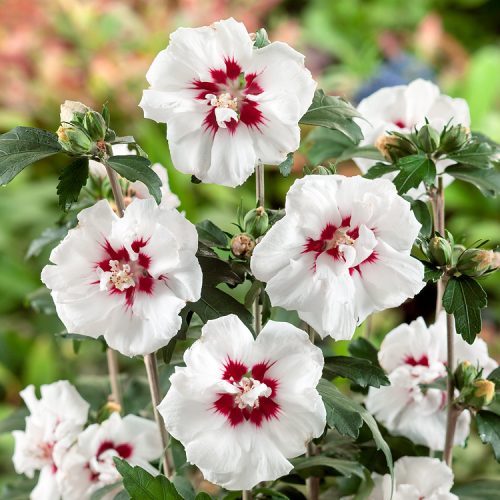 Hibiscus syriacus Speciosus       weiß