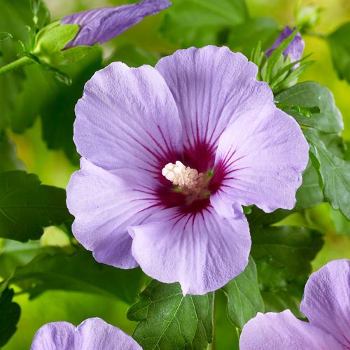 Hibiscus syriacus Marina