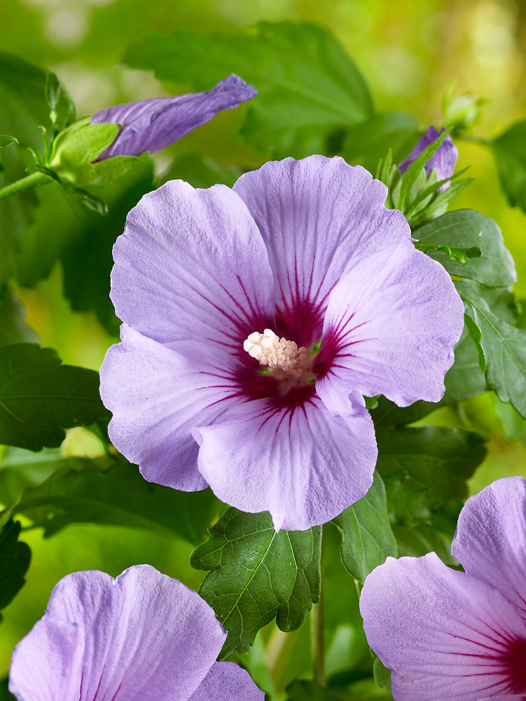 Hibiscus syriacus Marina
