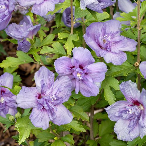 Hibiscus syriacus Blue Chiffon