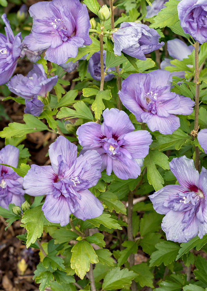 Hibiscus syriacus Blue Chiffon