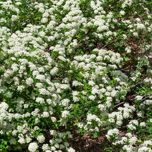 Spiraea nipp. Flächenfüller