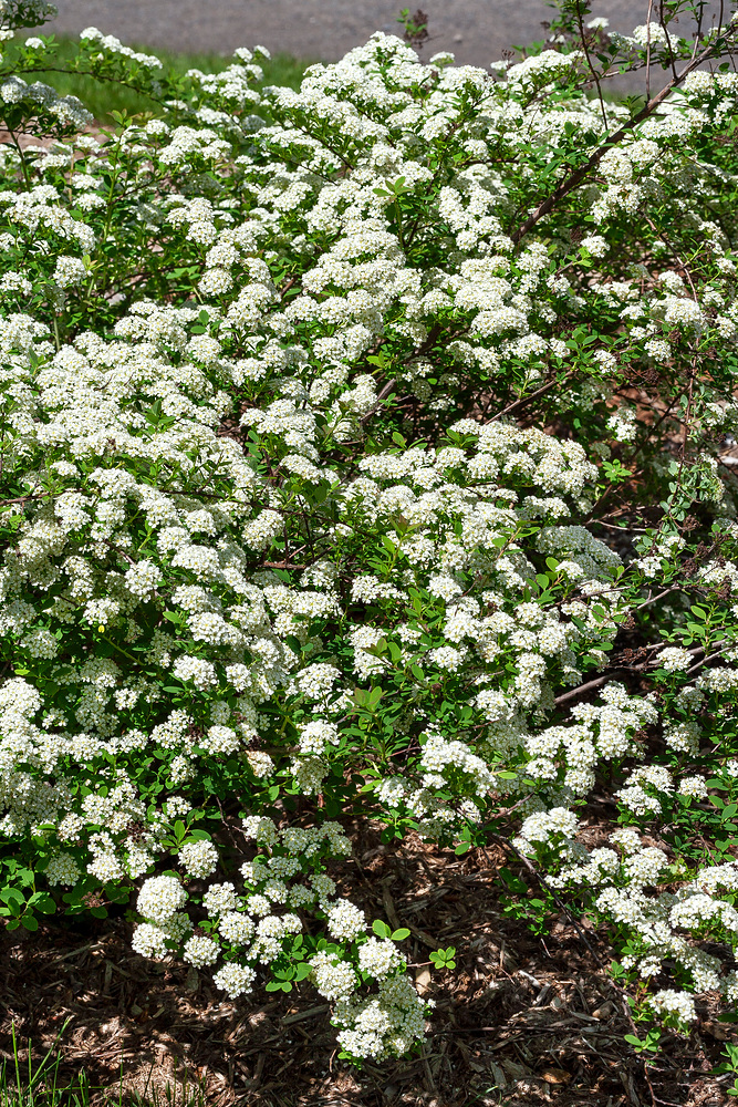 Spiraea nipp. Flächenfüller