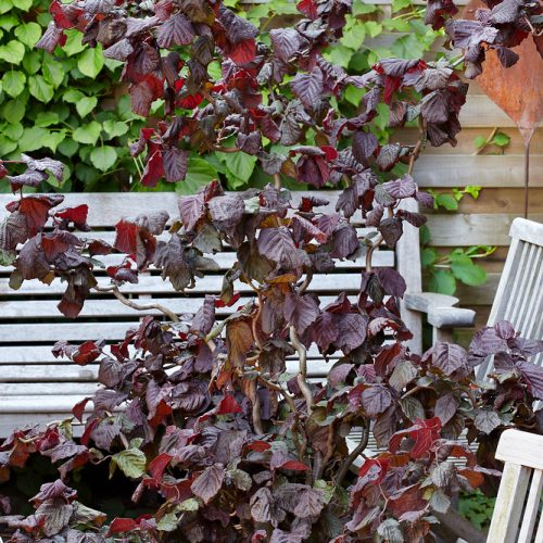 Corylus avellana 'Red Majestic'