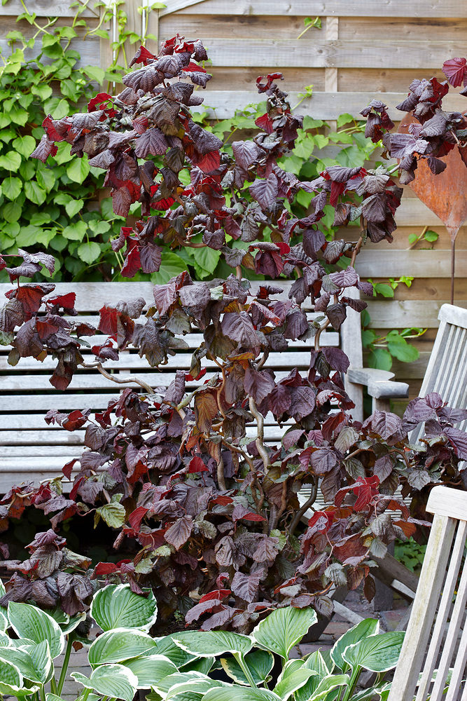 Corylus avellana 'Red Majestic'