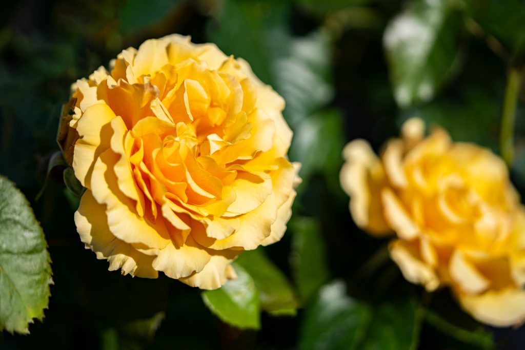 Nahaufnahme einer Blume