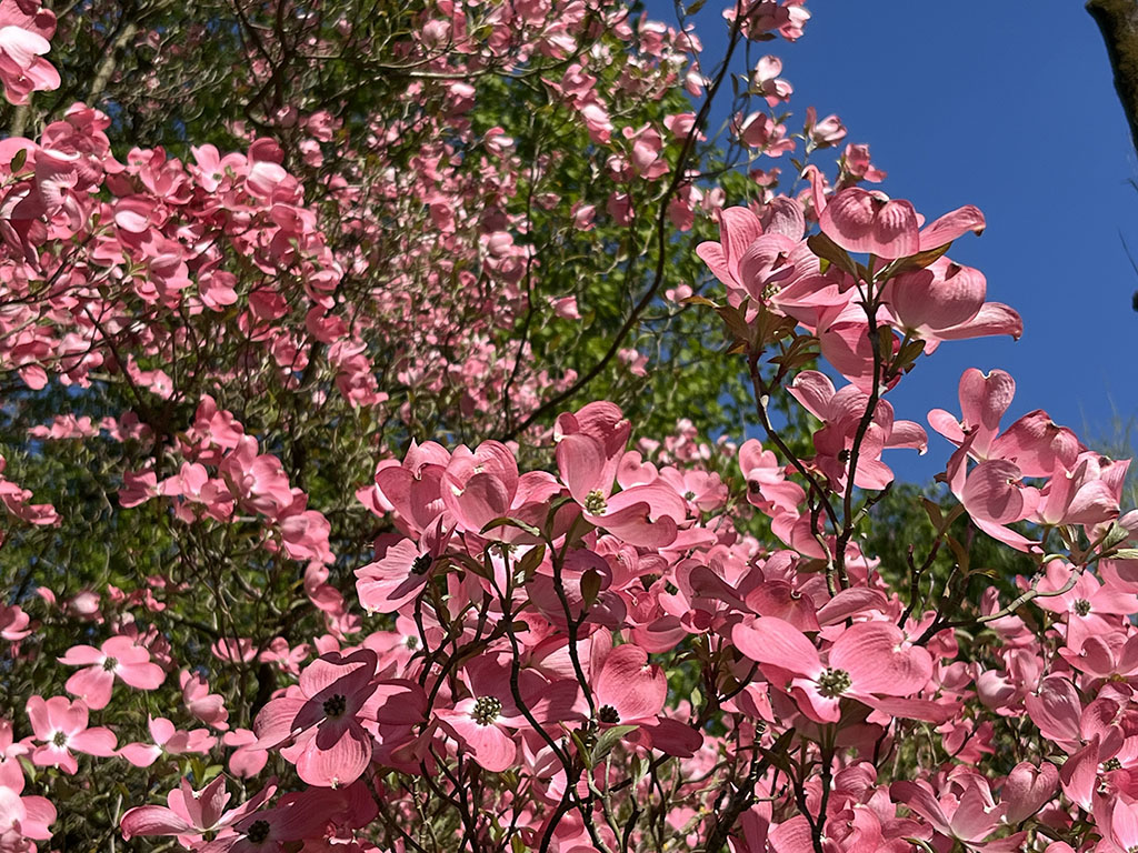 Nahaufnahme Blumenhartriegel der Baumschule Stoeckl