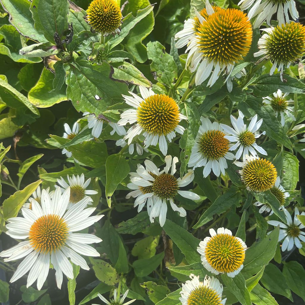 Blumen