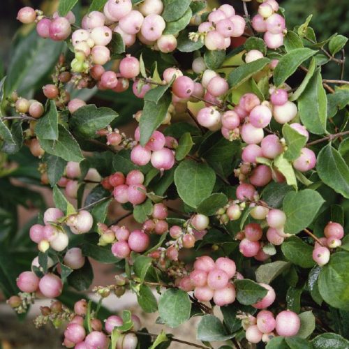Symphoricarpos doorenbosii Magic Berry