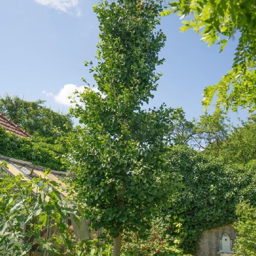 Ginkgo biloba 'Fastigiata', H