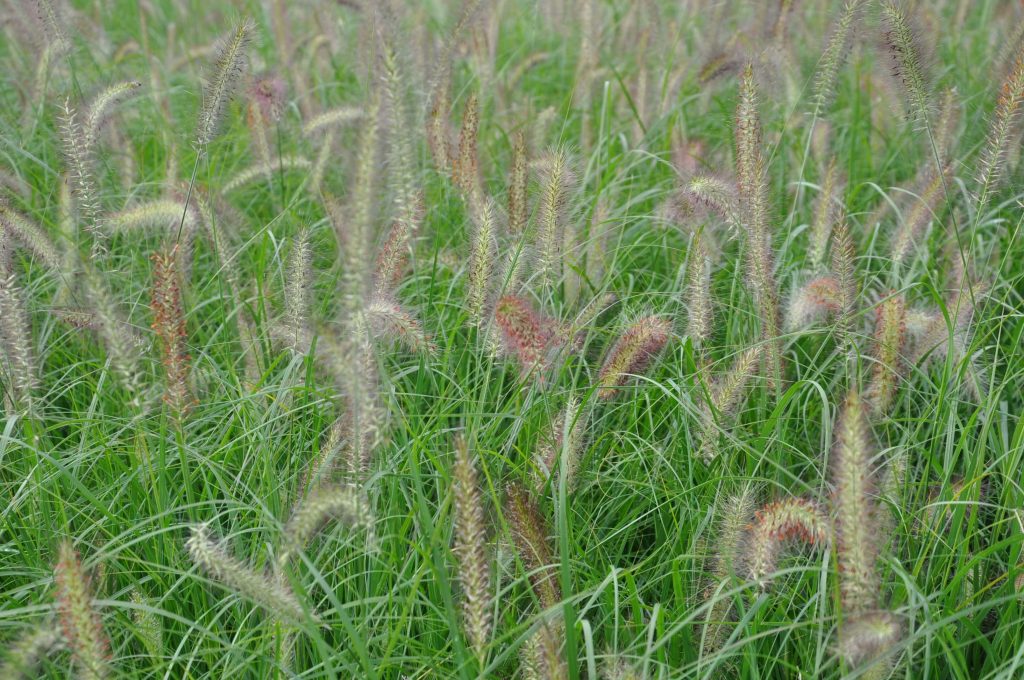 Detailansicht Pennisetum compressum