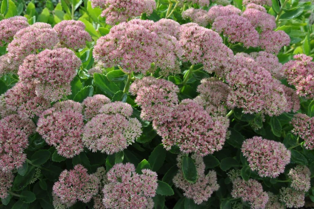 Schöner Sedum blüht in seiner Pracht im Herbst.